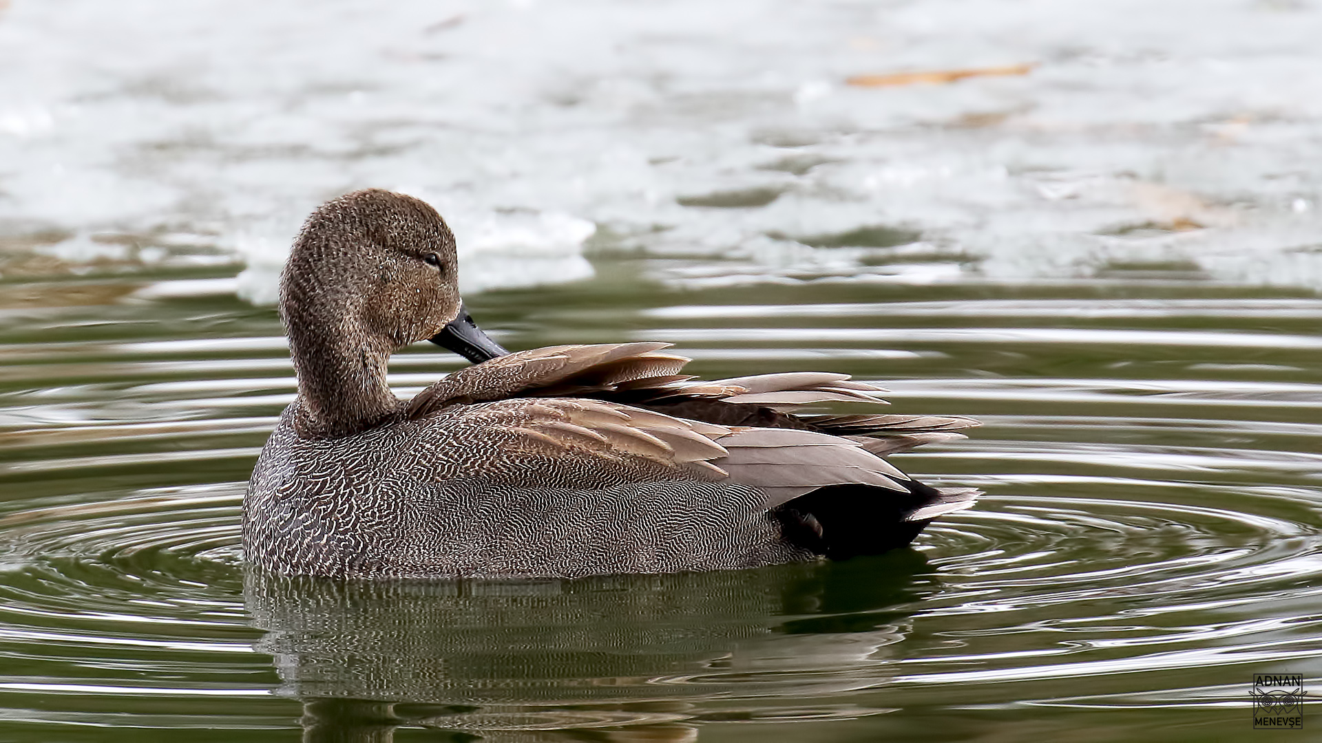 Gadwall